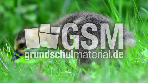 Kanadagansküken (4).jpg